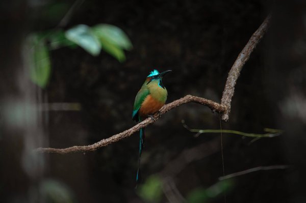 Pourquoi maison Plain-pied ?