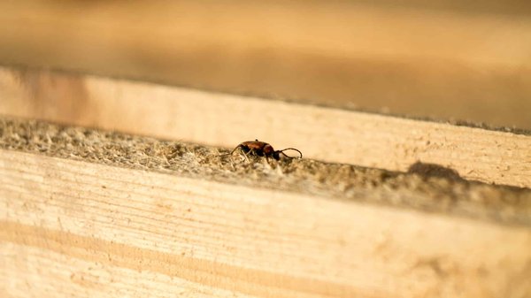 Quels sont les types d'insectes que les experts peuvent éliminer ?